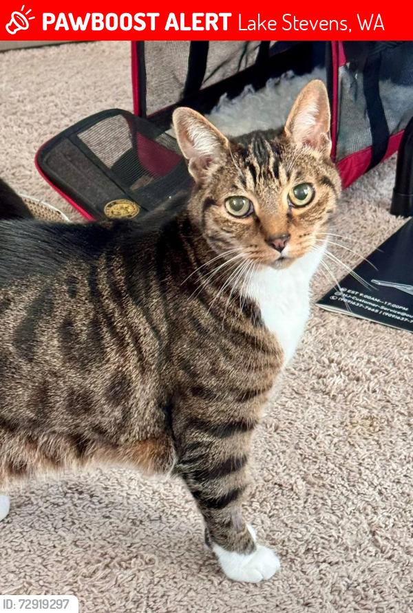 Lost Male Cat last seen 81st ave SE and 4th St SE, Lake Stevens, WA 98258
