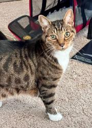 Lost Male Cat last seen 81st ave SE and 4th St SE, Lake Stevens, WA 98258