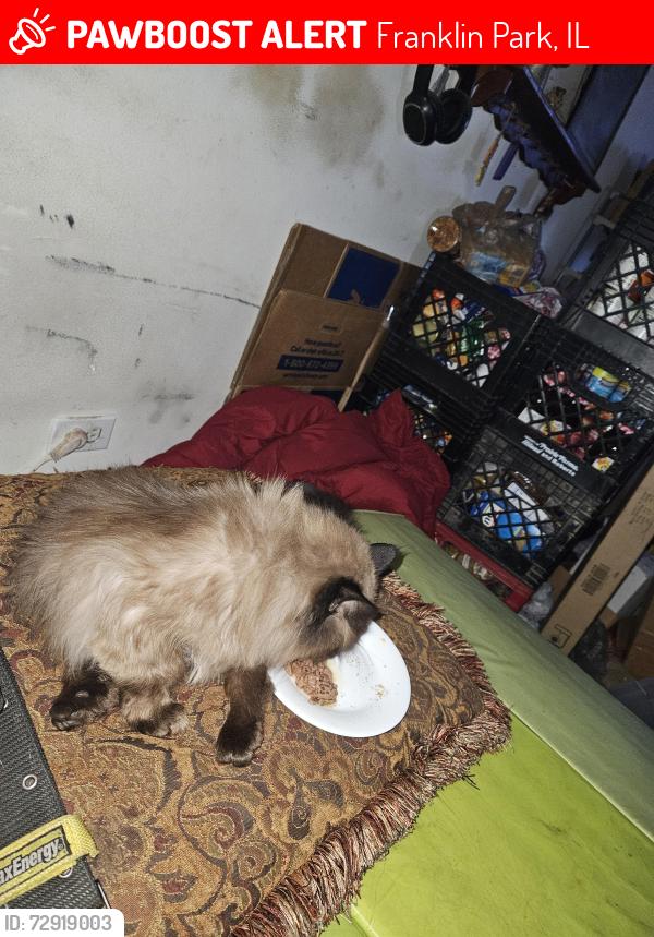 Lost Female Cat last seen Sarah& Gage, Franklin Park, IL 60131