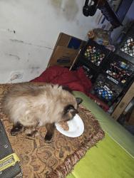 Lost Female Cat last seen Sarah& Gage, Franklin Park, IL 60131