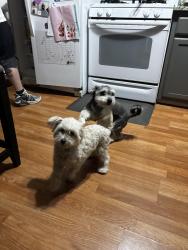 Reunited Female Dog last seen Last seen and possibly picked up by the uptown centre , Albuquerque, NM 87110
