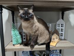 Reunited Male Cat last seen Berenice and Menard, Chicago, IL 60634
