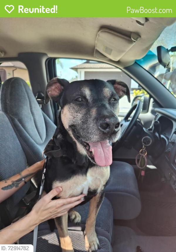 Reunited Male Dog last seen Chiquita Boulevard and Cape Coral Parkway, Cape Coral, FL 33914