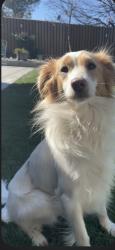 Reunited Male Dog last seen Bismarck and Elkhorn, North Highlands, CA 95660