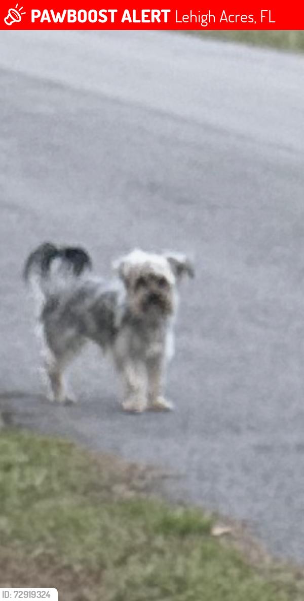 Lost Male Dog last seen Columbus blvd S, Lehigh Acres, FL 33974