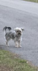 Lost Male Dog last seen Columbus blvd S, Lehigh Acres, FL 33974