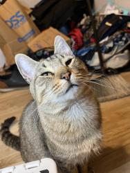 Lost Male Cat last seen 2nd st and Washington , Modesto, CA 95351