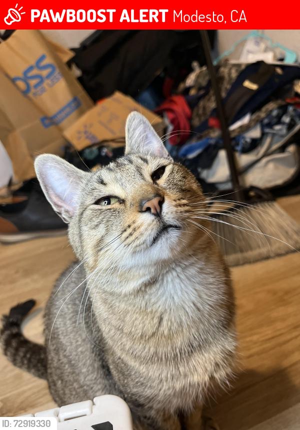 Lost Male Cat last seen 2nd st and Washington , Modesto, CA 95351