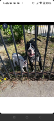 Reunited Female Dog last seen Apricot st , Oakland, CA 94603