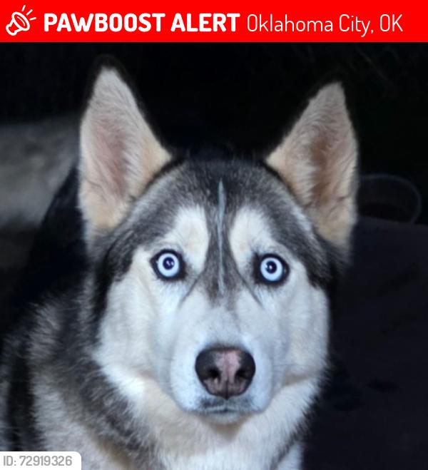 Lost Female Dog last seen SW 48th & Hunter Blvd, Oklahoma City, OK 73179