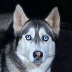 Lost Female Dog last seen SW 48th & Hunter Blvd, Oklahoma City, OK 73179