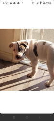Reunited Male Dog last seen Apricot st , Oakland, CA 94603
