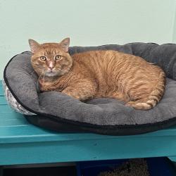 Shelter Stray Male Cat last seen , Port Richey, FL 34653