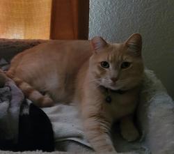Reunited Male Cat last seen Last seen on Rich Hill Dr by Bobeck Court around 9pm., Orangevale, CA 95662