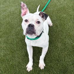 Shelter Stray Male Dog last seen , Philadelphia, PA 19140