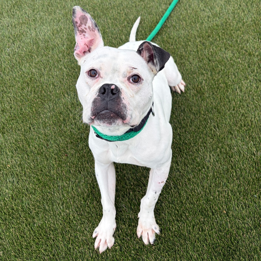 Shelter Stray Male Dog last seen , Philadelphia, PA 19140
