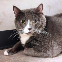Shelter Stray Male Cat last seen , Animal Care & Control Team of Philly, 111 W Hunting Park Ave, Philadelphia, PA 19140, USA
