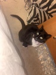 Reunited Female Cat last seen Near union market area with the two hotels , Washington, DC 20002