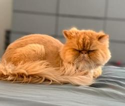 Reunited Male Cat last seen Near N 3300 W Provo, Provo, UT 84601