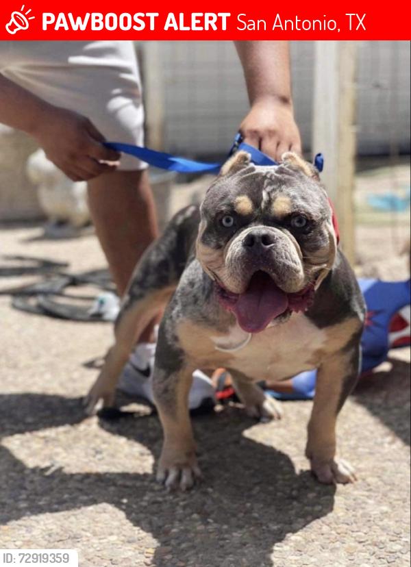 Lost Male Dog last seen Corona Borealis , San Antonio, TX 78245