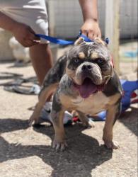 Lost Male Dog last seen Corona Borealis , San Antonio, TX 78245
