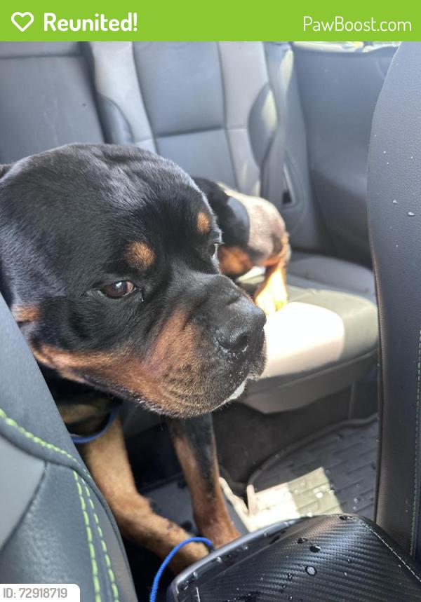 Reunited Male Dog last seen Abbey Glenn , Lubbock, TX 79424