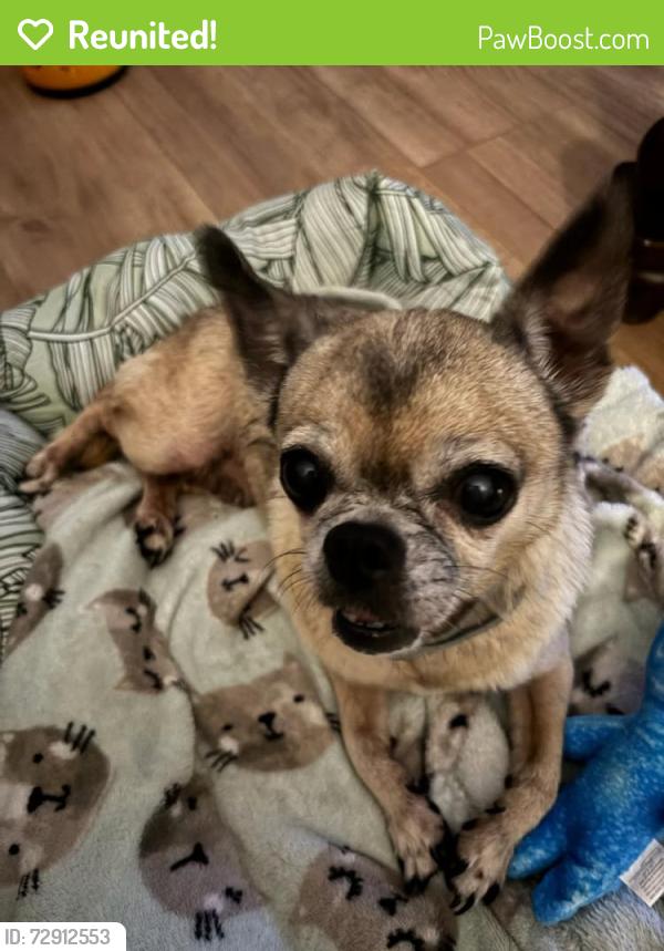 Reunited Female Dog last seen Lincoln Street and 24tg Ave, Hollywood, FL 33021