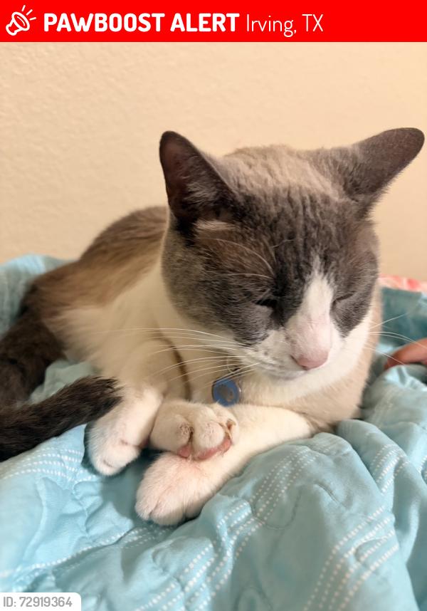 Lost Male Cat last seen Inside complex, Irving, TX 75063