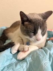 Lost Male Cat last seen Inside complex, Irving, TX 75063