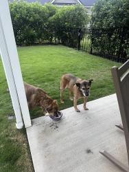 Reunited Female Dog last seen Downtown Greer, Greer, SC 29651