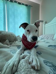 Reunited Male Dog last seen Limewood Dr and La Cholla Blvd in Oro Valley, Oro Valley, AZ 85755