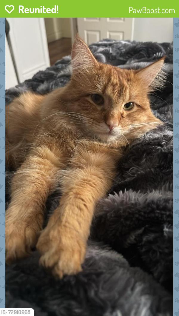 Reunited Male Cat last seen Near W Red Lodge Cir, Kearns, UT 84118