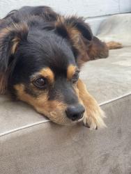 Reunited Male Dog last seen Casitas Municipal Water District building, Oak View, CA 93022