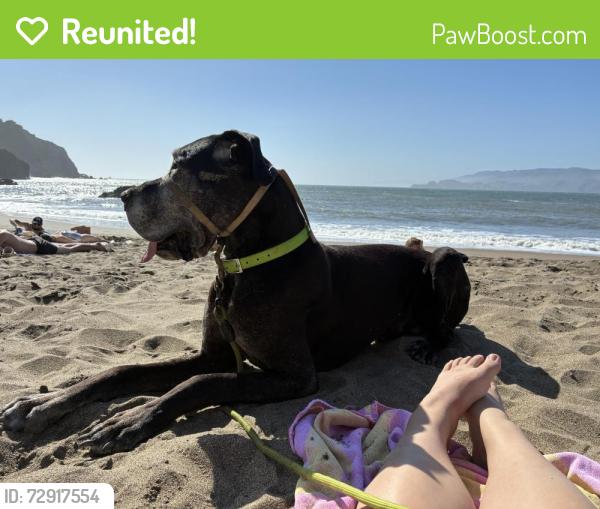 Reunited Male Dog last seen Marsh area near holiday inn express, Mill Valley, CA 94941