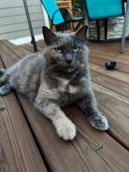 Reunited Female Cat last seen Burrus X McMahan , Nashville, TN 37216