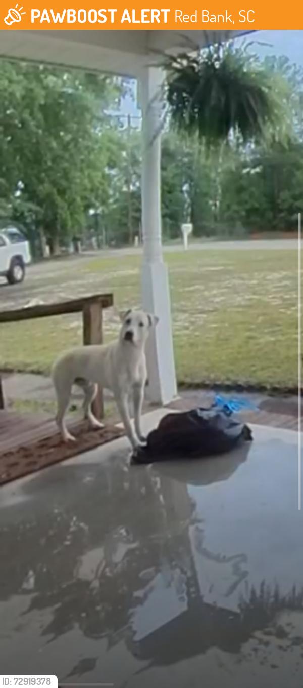 Found/Stray Male Dog last seen Buck Corley Rd, Red Bank, SC, Red Bank, SC 29073