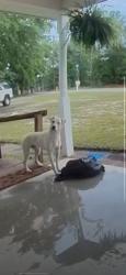 Found/Stray Male Dog last seen Buck Corley Rd, Red Bank, SC, Red Bank, SC 29073