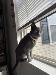 Lost Female Cat last seen Bar Harbor Lobster Pound, Bar Harbor, ME 04609