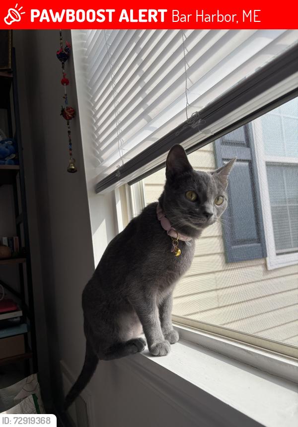 Lost Female Cat last seen Bar Harbor Lobster Pound, Bar Harbor, ME 04609