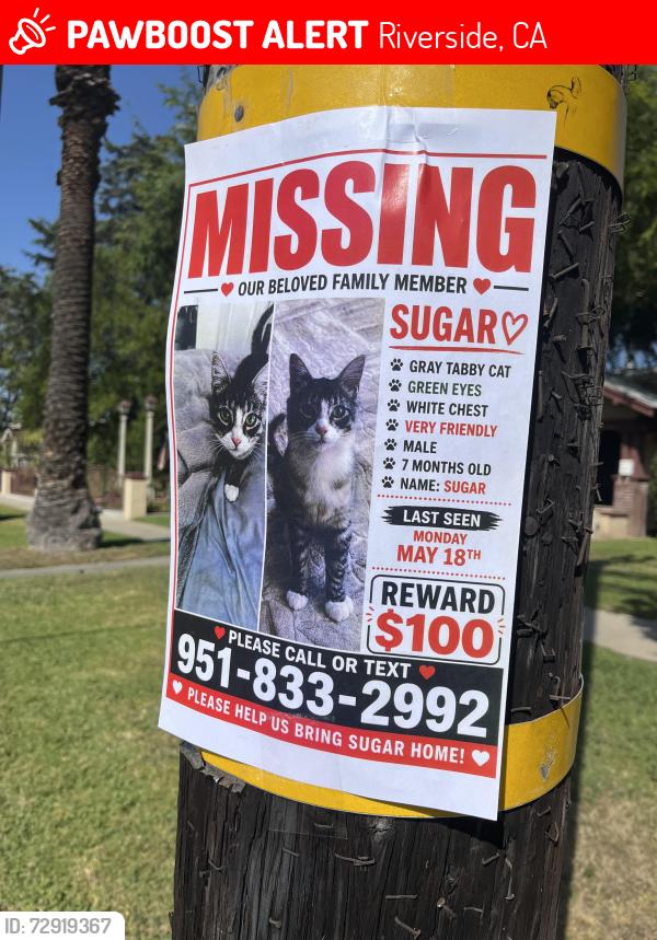 Lost Male Cat last seen Ramona & Brockton , Riverside, CA 92502