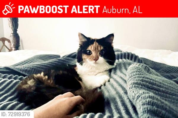 Lost Female Cat last seen Richland road, near Dakota/ Lundy neighborhoods , Auburn, AL 36832