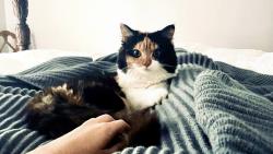 Lost Female Cat last seen Richland road, near Dakota/ Lundy neighborhoods , Auburn, AL 36832