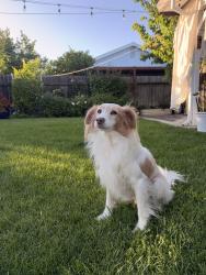 Reunited Male Dog last seen Plymouth Dr, North Highlands, CA 95660