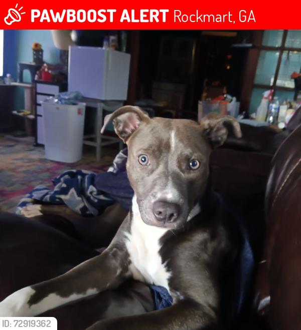 Lost Female Dog last seen Rome Street and Church Street, Rockmart, GA 30153
