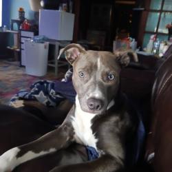 Lost Female Dog last seen Rome Street and Church Street, Rockmart, GA 30153