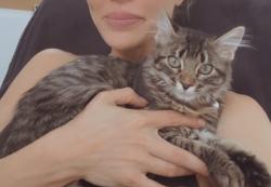Reunited Female Cat last seen College ave, Costa Mesa, CA 92627