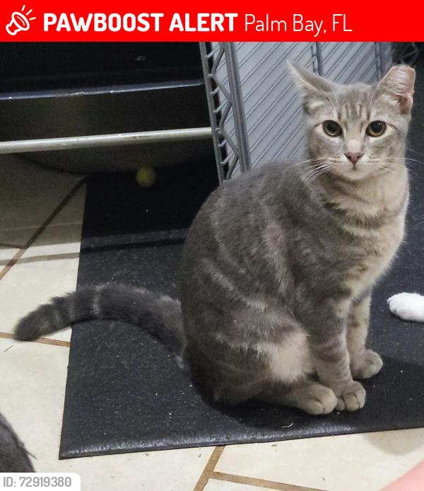 Lost Female Cat last seen Olympia, Palm Bay, FL 32908