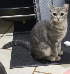 Lost Female Cat last seen Olympia, Palm Bay, FL 32908