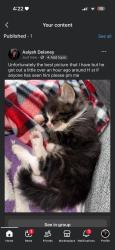 Lost Male Cat last seen W sixth st, Centralia, WA 98531