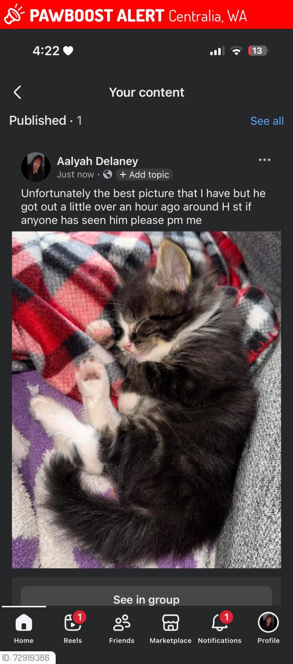 Lost Male Cat last seen W sixth st, Centralia, WA 98531